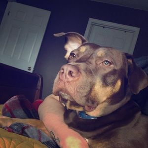 Meet your Posher, Amelia